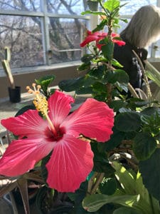 flowers in the Brewer Frost greenhouse
