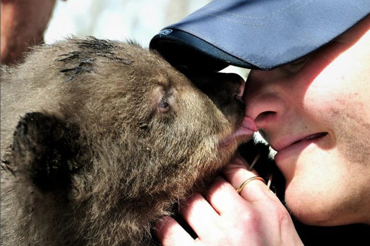 bear cub licking Tonya's nose