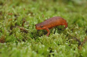 A red eft that Lane spied at The Wilds. She researched this salamander species and others during her internship