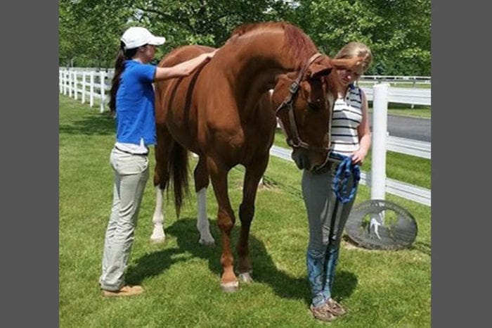 sorrel horse at the English farm getting a much deserved massage
