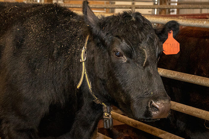 A Cow of a Different “Collar”: UF Professor and Class Employ Unique Research