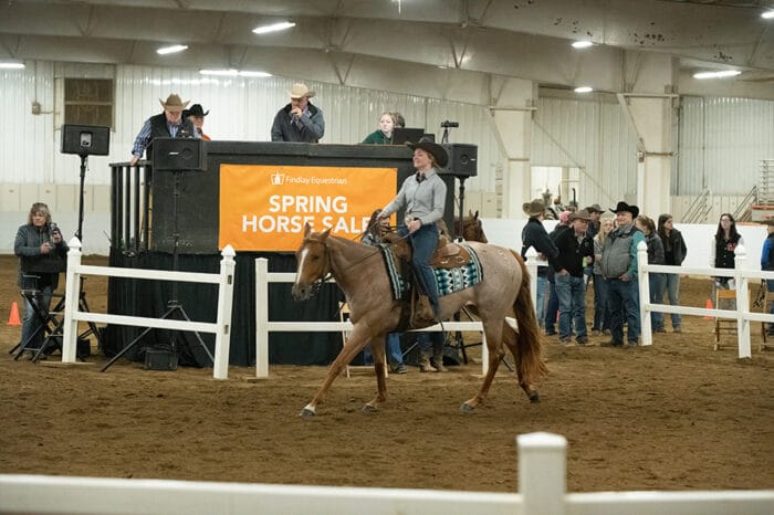 Going Once, Going Twice, Sold: Annual UF Horse Sale Ends on High Note