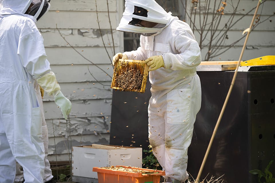 Bees