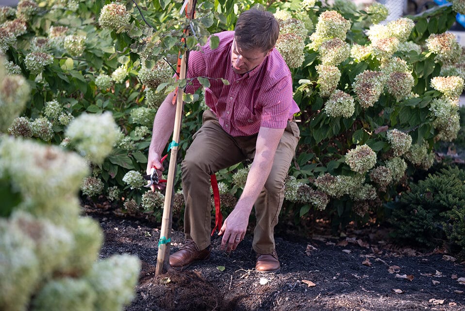 tree planting