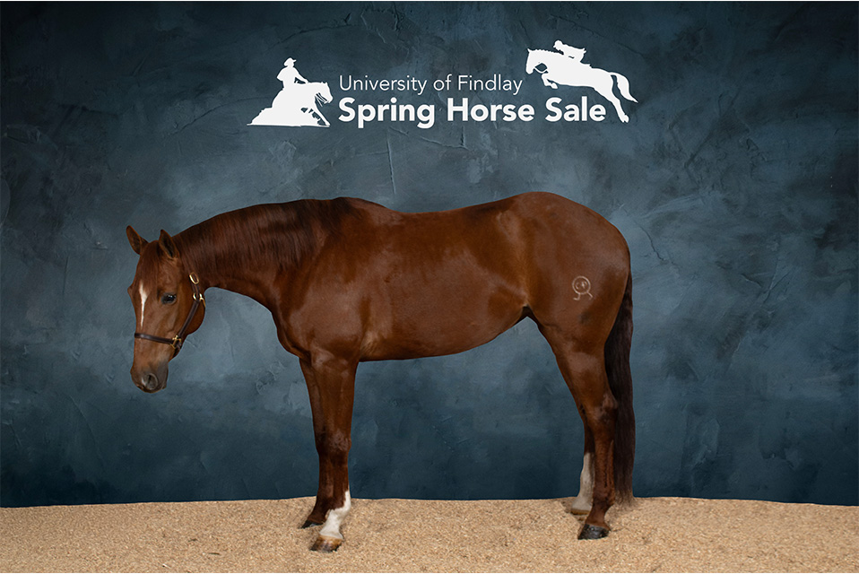 University of Findlay to host 21st annual Spring Horse Sale